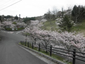 桜開花①