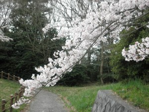 桜開花⑤