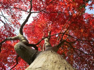 モミジの木の下では空を真っ赤な葉が覆いつくしています。
