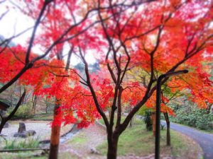 日本の秋は美しいですね！