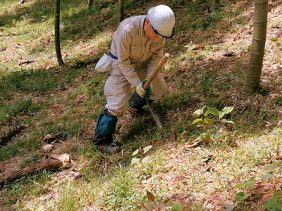 タケノコの成長速度 カルスポトレーナーズｂｌｏｇ